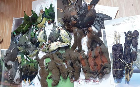 Wildlife carcasses seized, case registered | The Arunachal Times