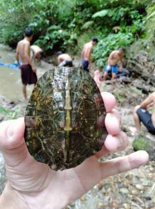 Baby turtle released into Ganga Lake | The Arunachal Times