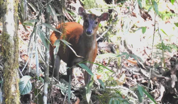 Elusive Indian Muntjac spotted at Eagle's Nest Wildlife Sanctuary | The  Arunachal Times