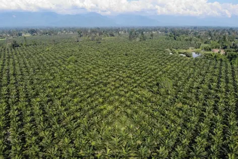 Oil palm farmers in ARUNACHAL PRADESH lose hope in absence of processing mills, market, road linkage