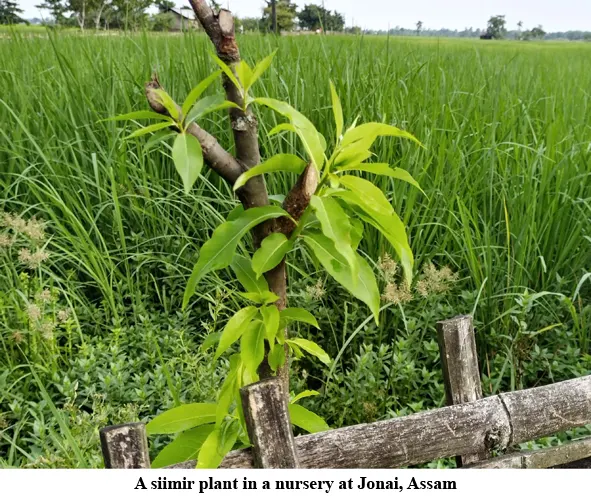 NGO to grow aquatic plants to develop wetlands - The Arunachal Times