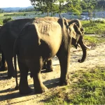 Where are the elephants going?