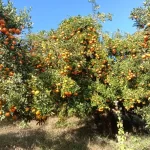 Orange bowl of Arunachal coming undone