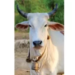 Dictating tribal kitchens