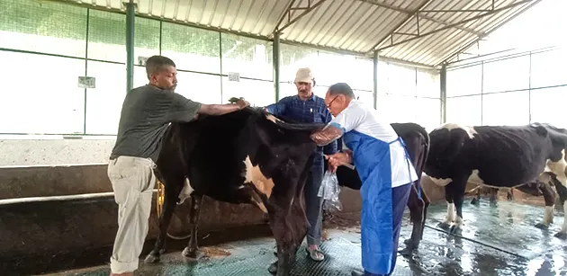AHV&DD dept starts artificial insemination