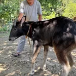 Itanagar zoo to host Himalayan Serow