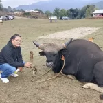 Progressive farmer Tamut on a mission to tap commercial potential of Mithun Churpi