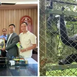 Entrepreneur adopts Happy the Hoolock Gibbon