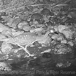 Rare white-eared night heron sighted in Namdapha