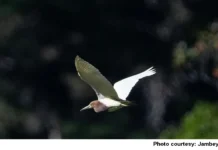 Chinese pond heron sighted in Tawang