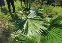 Two killed in yet another elephant attack