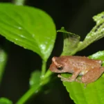 13 new amphibians discovered in NE; 6 from Arunachal