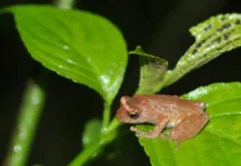 13 new amphibians discovered in NE; 6 from Arunachal