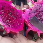 Dragon fruit- Kamalam: A new fruit in Arunachal