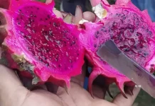 Dragon fruit- Kamalam: A new fruit in Arunachal