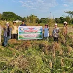 Field-day-cum crop cutting ceremony held