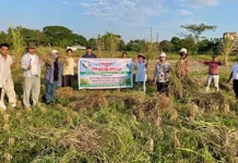 Field-day-cum crop cutting ceremony held