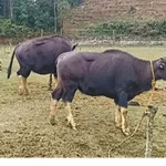 JMMFF urges authorities to regulate mithun slaughter during elections, festivals