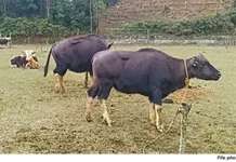 JMMFF urges authorities to regulate mithun slaughter during elections, festivals