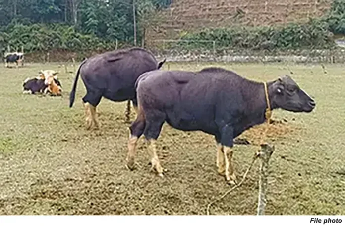 JMMFF urges authorities to regulate mithun slaughter during elections, festivals