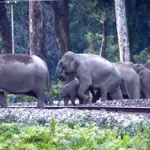 NFR loco pilots’ vigilance prevents mishaps with elephants