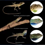Two new lizard species discovered in Arunachal