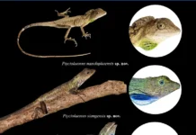 Two new lizard species discovered in Arunachal