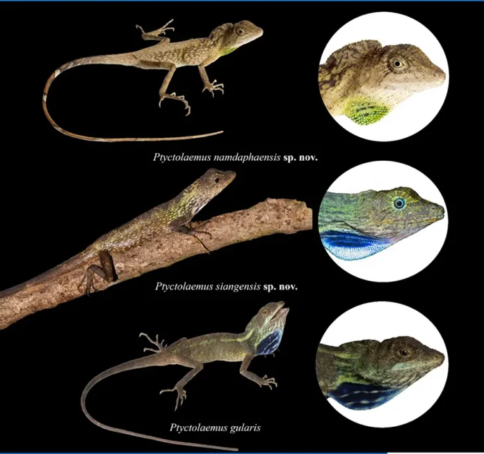 Two new lizard species discovered in Arunachal