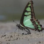 8th edition of Namdapha Butterfly Festival replicates success story