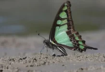 8th edition of Namdapha Butterfly Festival replicates success story