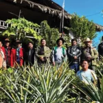 APEDA official assesses pineapple production, export feasibility at Bagra