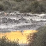 Arriving black-necked cranes face challenging times at wintering sites