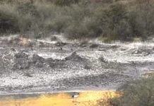 Arriving black-necked cranes face challenging times at wintering sites