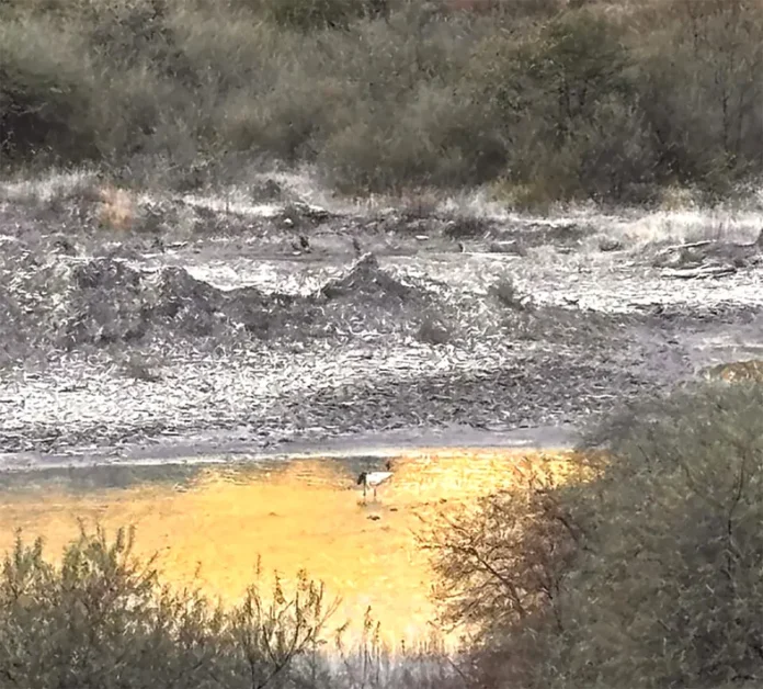 Arriving black-necked cranes face challenging times at wintering sites