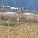 Black-necked crane arrives in Sangti valley