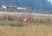Black-necked crane arrives in Sangti valley