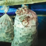 KVK achieves breakthrough in oyster mushroom cultivation using local biomass