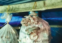 KVK achieves breakthrough in oyster mushroom cultivation using local biomass