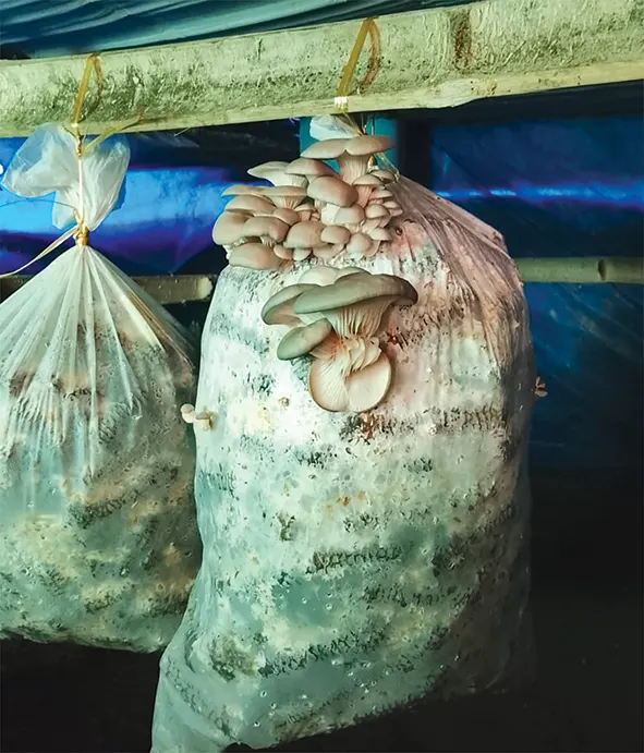 KVK achieves breakthrough in oystermushroom cultivation using local biomass