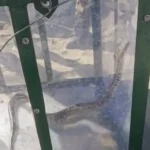 Local youth rescues baby rock python