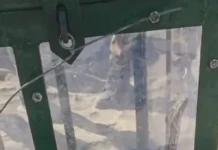 Local youth rescues baby rock python