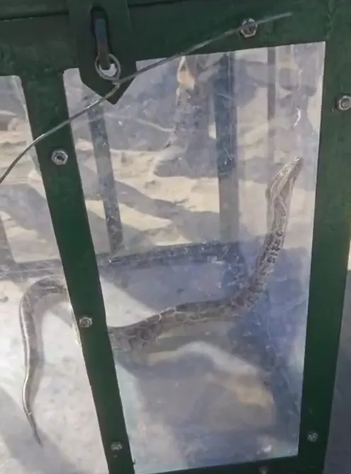 Local youth rescues baby rock python