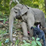 Musth elephant captured at Lottung village