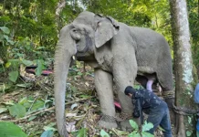 Musth elephant captured at Lottung village