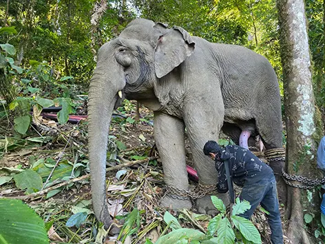 Musth elephant captured at Lottung village