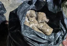 Nirjuli police seize cannabis, arrest one