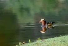 Asian waterbird count underway in L/Subansiri