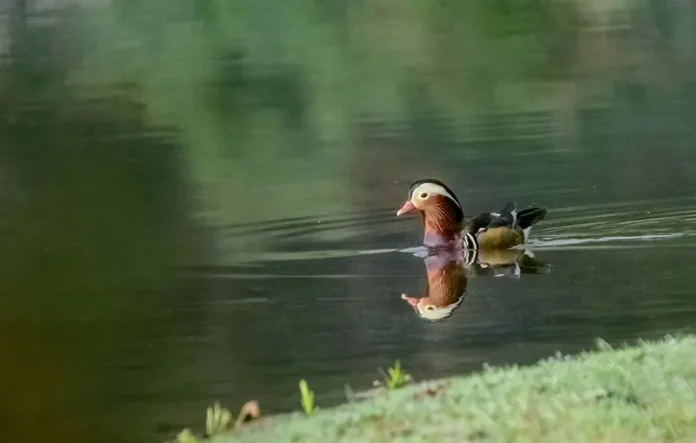 Asian waterbird count underway in LSubansiri