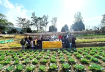 Field day on diversified veg cropping system