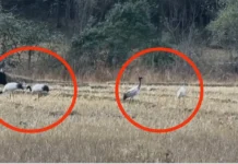 Four Black-necked cranes arrive in Chug Valley